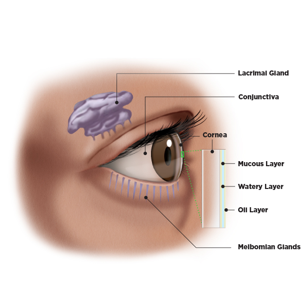 Tear film explanation